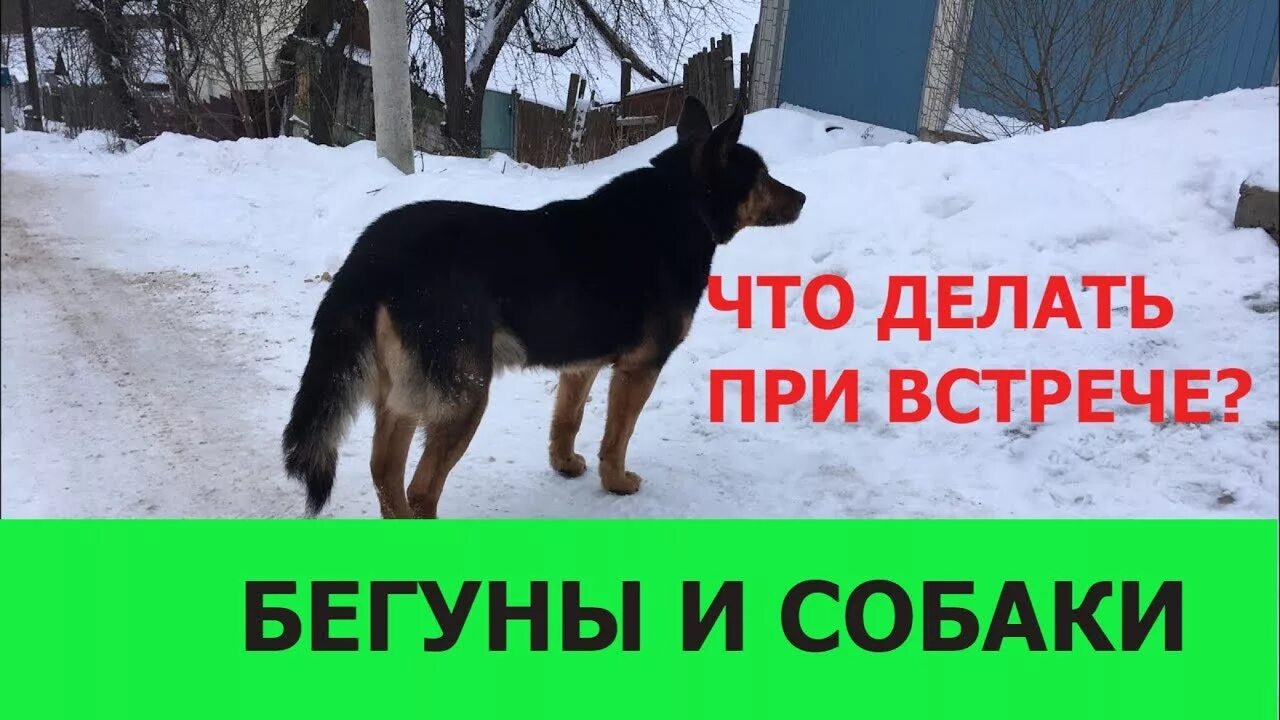 Щенок уголек. Как перестать бояться собак в 12 лет. Собака боится. Страх собак рассказ. Как называется страх собак.
