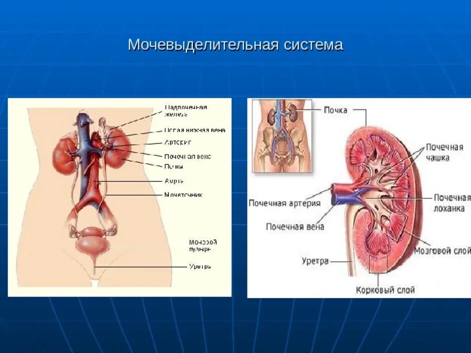 Мочевыделительная система описание