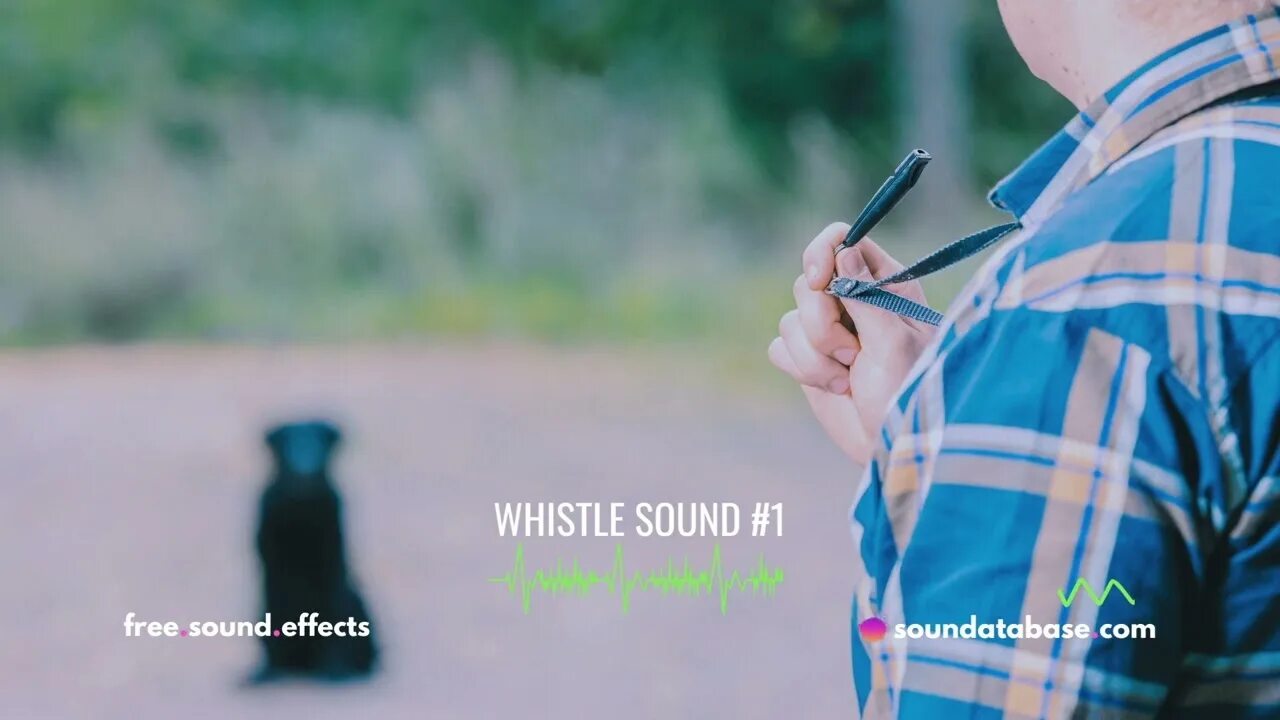 Как собака возвращается к своей. Собачий свисток. whistle. собака свистит. whistle &amp; wag.