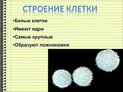 Клетка спутница имеет ядро