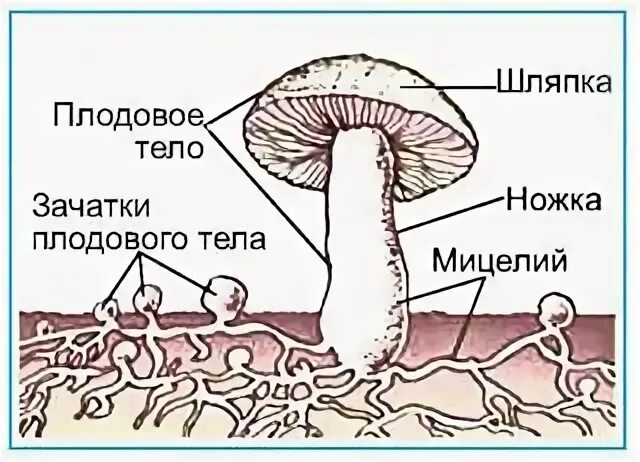 Изучение строения плодовых тел шляпочного гриба. Строение шляпочного гриба. гименофор гриба схема. рис.41. строение шляпочного гриба. из чего образуются настоящие плодовые тела:.