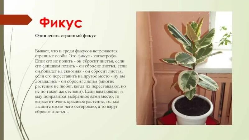 Фикус слова. Цветок фикус описание. Фикус в классе. Фикус фото и описание. Сообщение о фикусе.