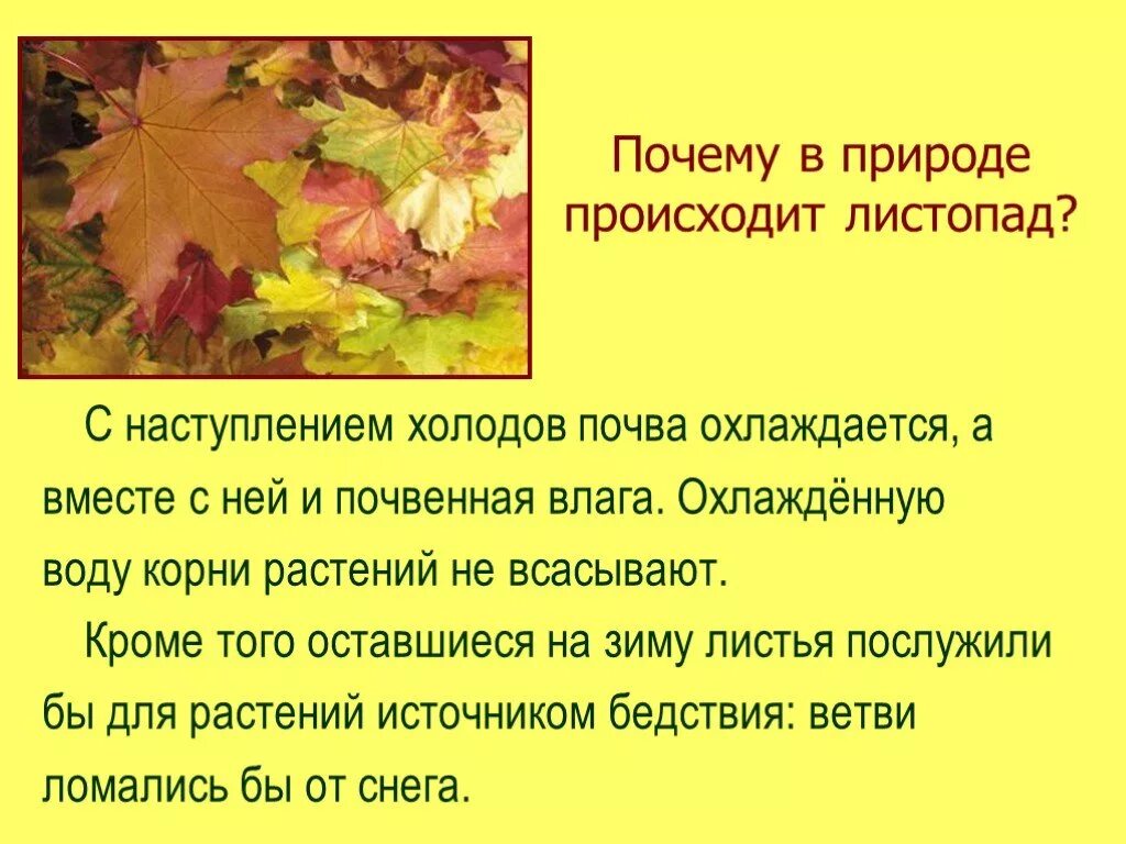 Почему растения сбрасывают листья. Презентация на тему листопад. Причины листопада осенью. Почему происходит листопад осенью. Сообщение про осень.