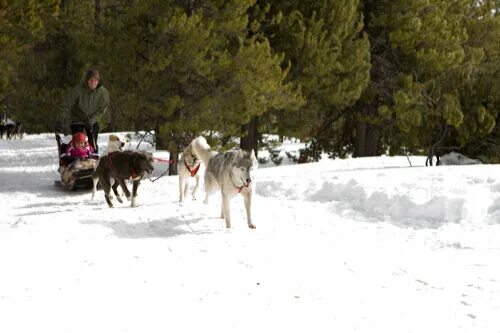 Зов предков 2009. Зов деда. Зов предков 2009. Зов предков 2009. Зов предков 2020 постер.
