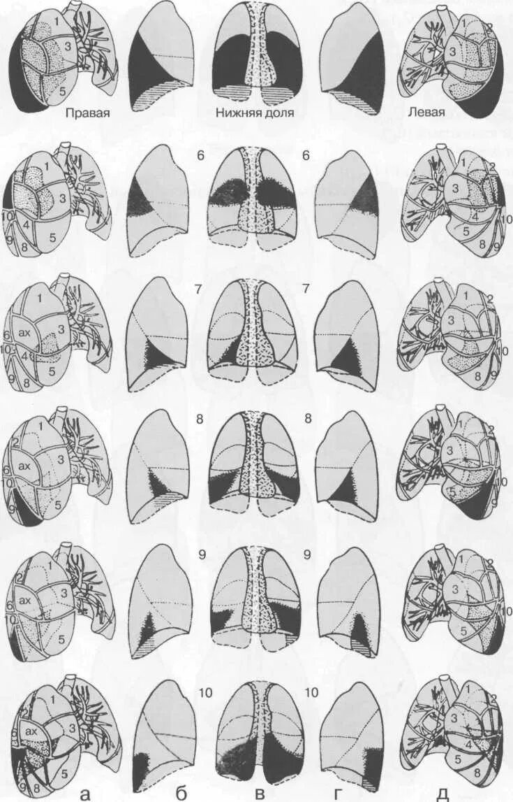 Сегментарное строение легких рентген. Сегменты легкого топографическая анатомия. S9 сегмент легких. Топография сегментов и долей легкого. Нижние сегменты легкого