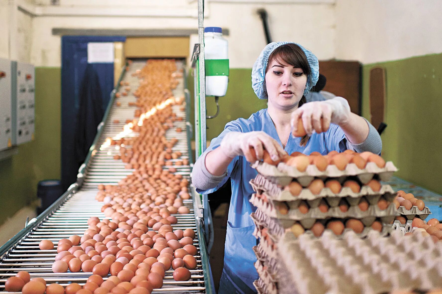 Птицефабрика ореховская миллерово. Современная птицеферма. Работа на птичнике. Работа на птичнике. Птичница на птицефабрике.