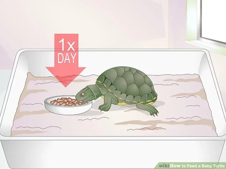 Сколько раз в день кормят черепах. Красноухие черепахи кормление. Еда для маленьких черепашек. Красноухая черепаха питание. Еда для черепахи красноухой.