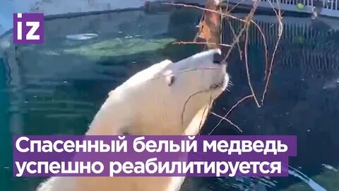 Спасем бел