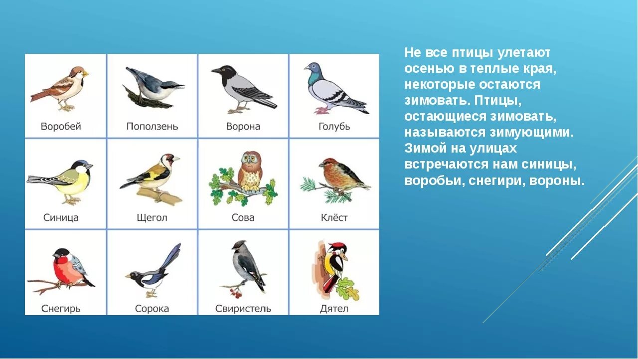 Какие птицы улетают. Птицы которые улетают в теплые. птицы которые улетают на юг. птицы не улетающие в теплые края. какие птицы улетают в теплые края.