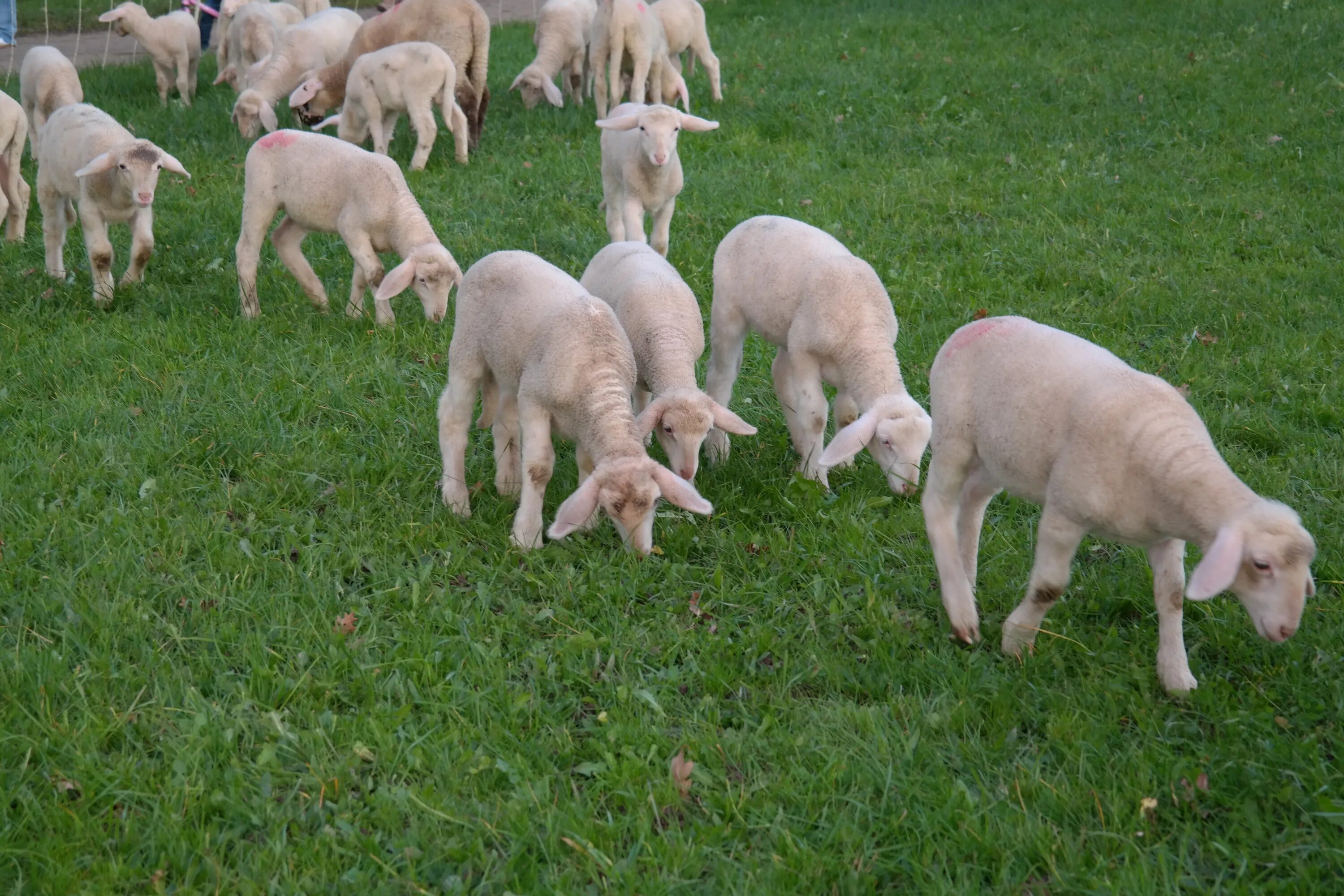 Недельный ягненок. Стриженная овца. Стадо выстриженных овец. Овца с ягненком. Стрижка овец.
