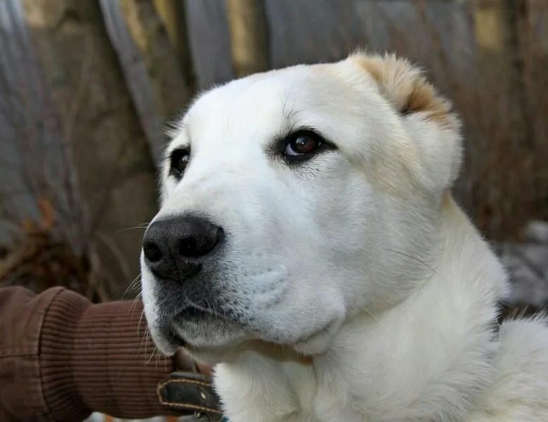 дворняжка собака взрослая. бордер колли черные щенки 2 месяца. собака пять месяцев. среднеазиатская овчарка. немецкая овчарка 4 месяца.