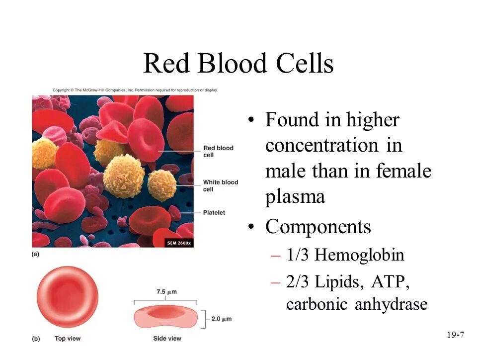 Эритроциты (Red Blood Cells, RBC). Blood Cells эритроциты. Red Blood Cell RBC count. Red Blood Cell structure.