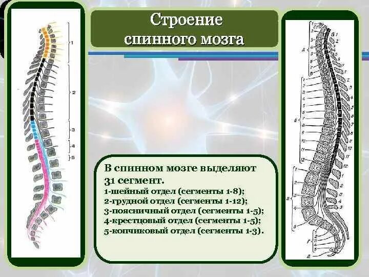 В шейном отделе спинного мозга сегментов