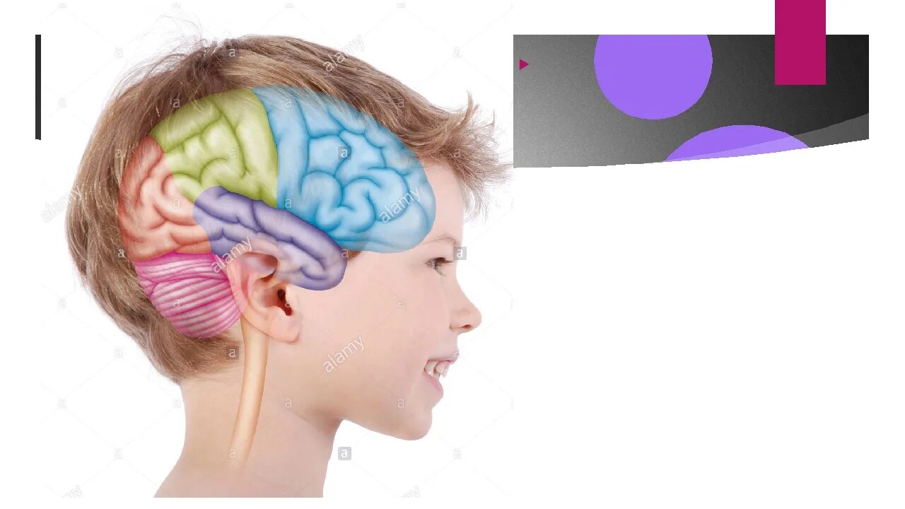 Мозг младшего школьника. Занятия для мозга. Нейропластичность мозга. Мозг ребенка.
