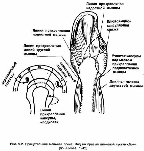 Шеечно-капсулярное пространство плечевого сустава. Схема сухожилия плечевого сустава. Классификация разрывов сухожилия надостной мышцы. Разрыв суставной капсулы плечевого сустава.