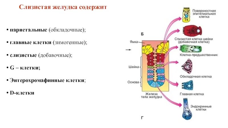 Зимогенные клетки желудка. Главные обкладочные добавочные клетки. Главные и обкладочные клетки желудка. Главные париетальные и добавочные клетки желудка