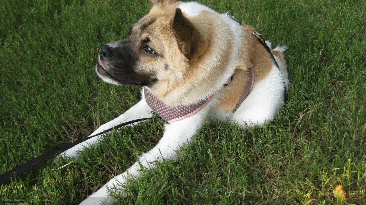 собака с синдромом дауна. щенки дауны. собака с синдромом дауна. собака с синдромом дауна.