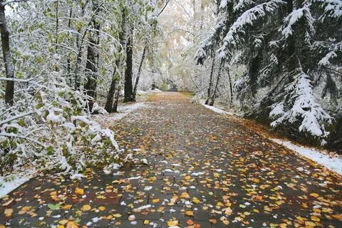 Поздней осенью выпадает первый снег побелели дорожки