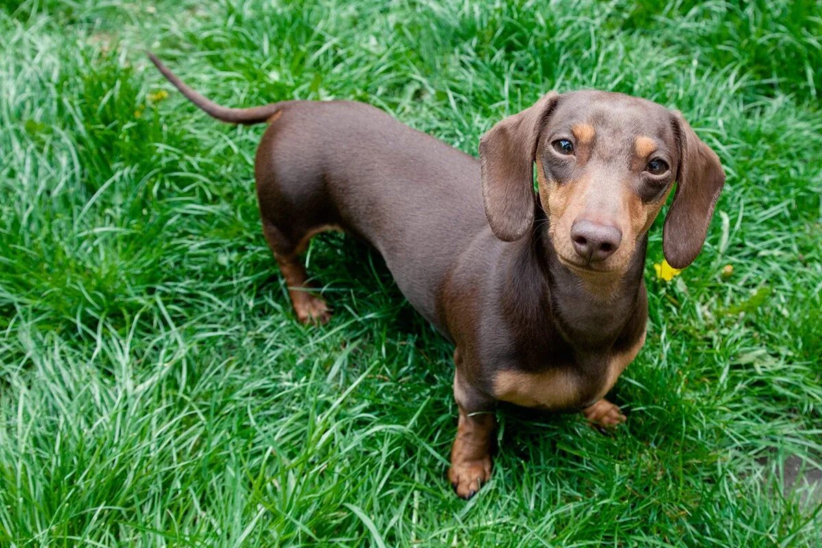 dachshund standing on grass Dachshund breed, Dachshund puppy training, Cutee ani