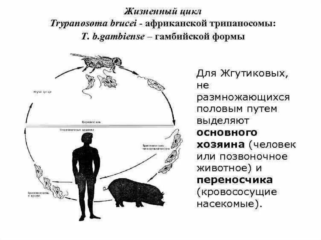 Основной хозяин трипаносомы жизненный цикл. Цикл развития трипаносомы основной хозяин. Основной хозяин трипаносомы африканской. Трипаносома Африканская основной и промежуточный хозяин. Основной хозяин муха цеце основной хозяин человек