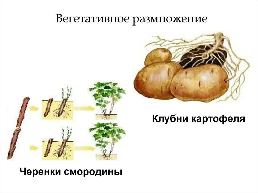 Вегетативное размножение. Способы вегетативного размножения. Вегетативное размножение картинки. Способы вегетативного размножения растений. Вегетативное размножение встречается