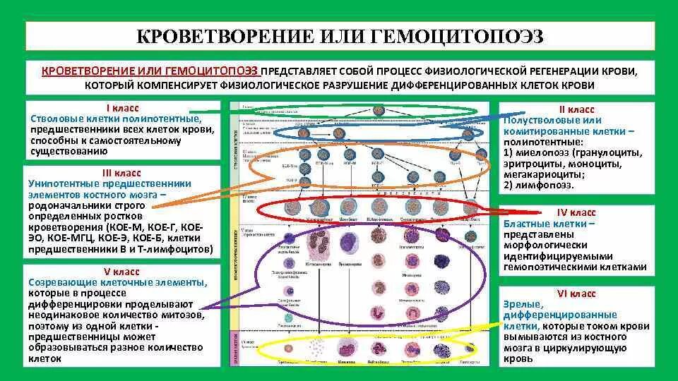 Обеспечивает кроветворение. Схема гемопоэза эритроцитов. Гемопоэз современная схема кроветворения. Классы клеток схемы кроветворения. Клетки предшественники гемопоэза.