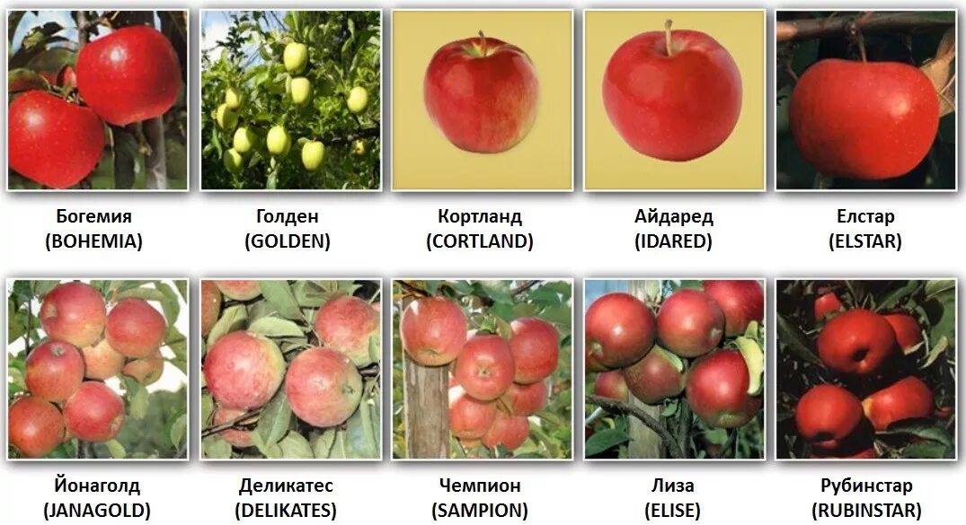 Сорт яблони названия. Сорта яблонь названия. яблоки разнообразие сортов. сорта яблок в картинках. какие бывают сорта яблок.