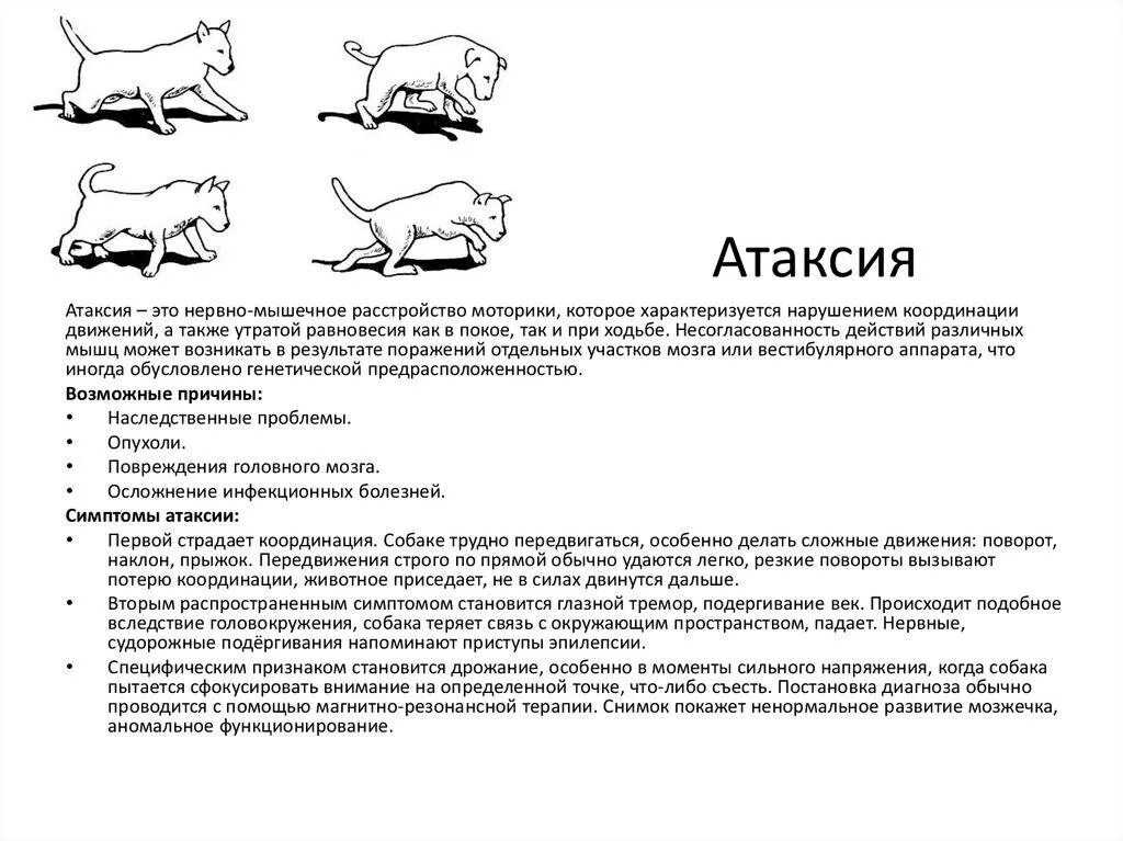 Нарушение координации движений у животных. Мозжечковая атаксия у животных. Походка собаки с удаленным мозжечком. Координация у собаки. Нарушение чувствительности у животных.