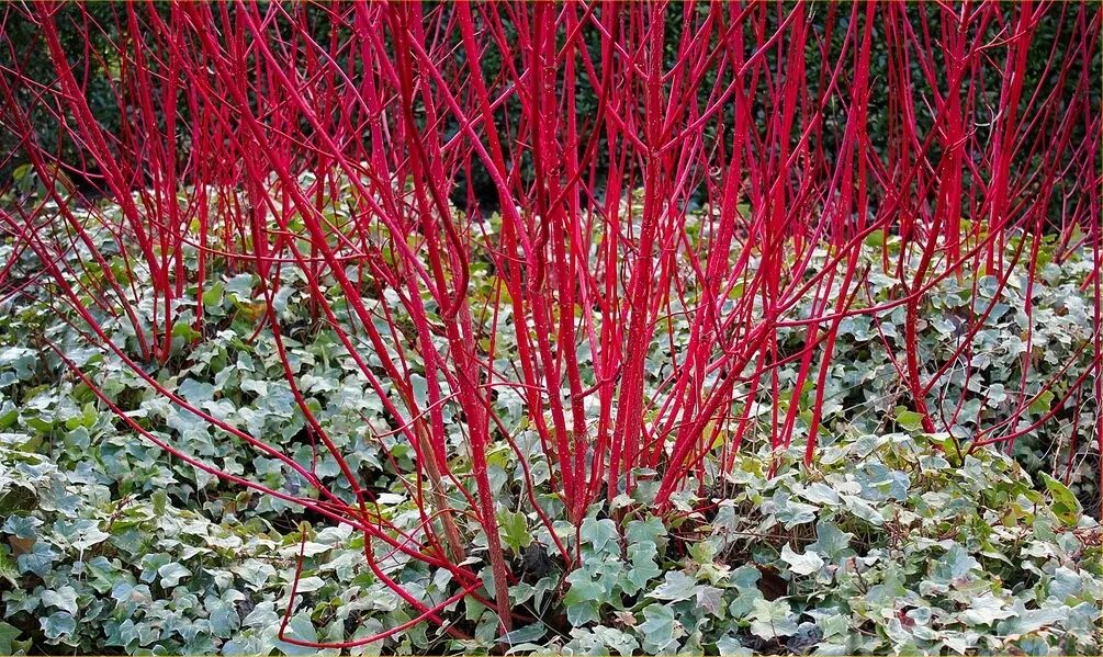 Дёрен белый sibirica variegata. Дерен белый Сибирика. Дерен красный Элегантиссима. Дерен красный описание