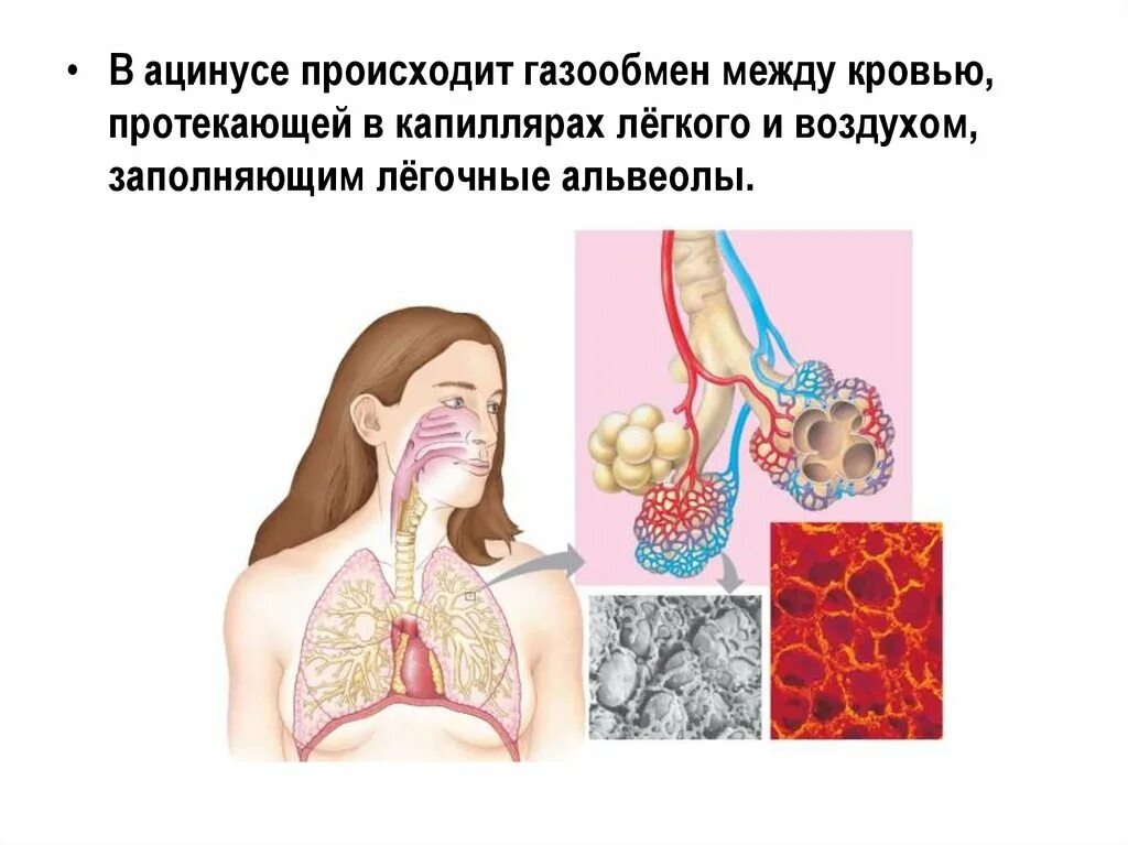 Газообмен между кровью легочных капилляров и альвеолярным воздухом. Альвеолы схема. Газообмен между воздухом в легких и кровью. Альвеолы в лёгких. Обмен газов между легочным воздухом и