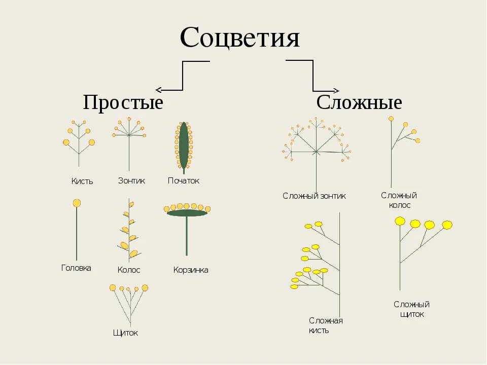 Какое из перечисленных соцветий относится к сложным. Типы соцветий 6 класс биология. Простые и сложные соцветия 6 класс биология. Таблица типы простых соцветий. Таблица по теме соцветия 6 класс биология.