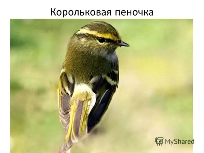 Королек и крапивник. Обыкновенный серый сорокопут (lanius excubitor). Воробьиные птицы фото с названиями. Сорокопут жулан обыкновенный. Zonotrichia leucophrys.