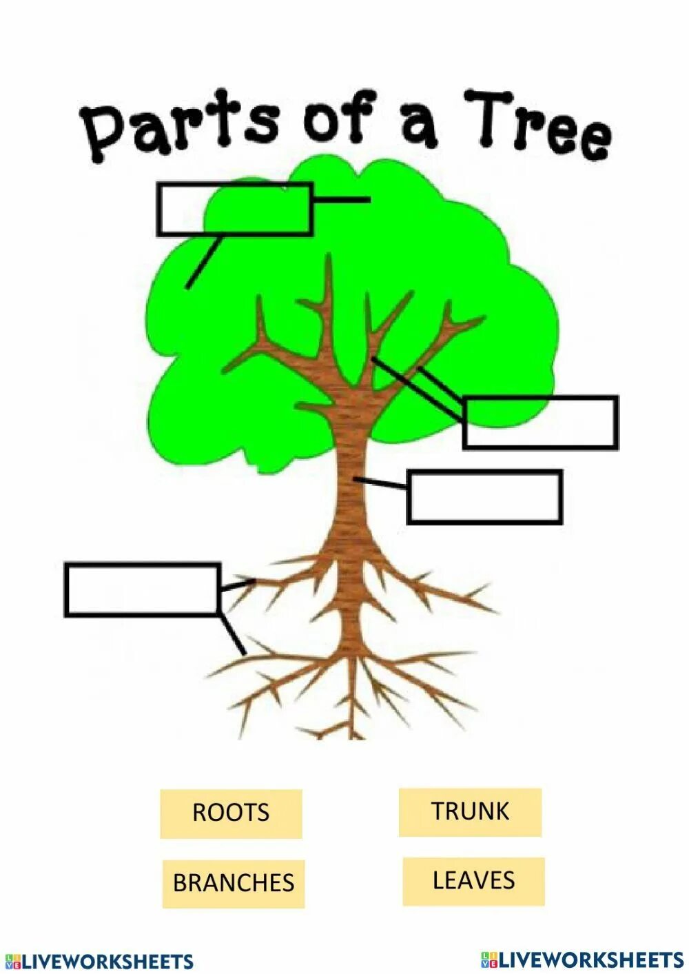 Части дерева схема для детей. Части дерева на английском. Tree Tree функция. Деревья часть природы. Kinds of trees