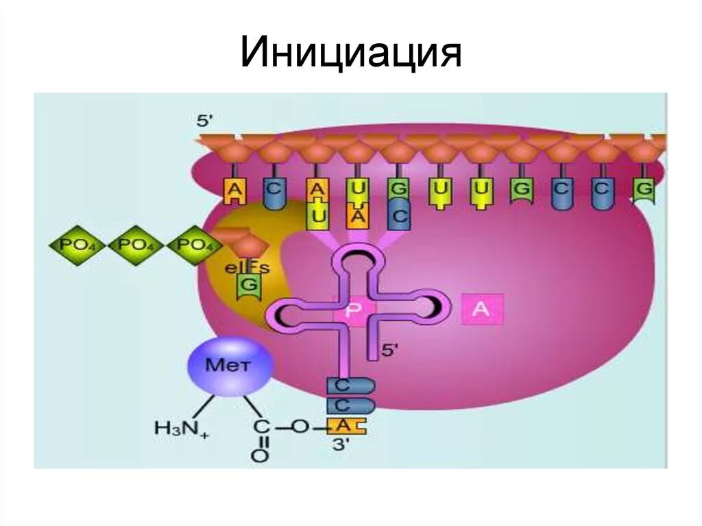 Инициация синтеза белка. Биосинтез белка инициация трансляции. Трансляция Синтез белка инициация. Биосинтез белка рисунок. Инициация белка