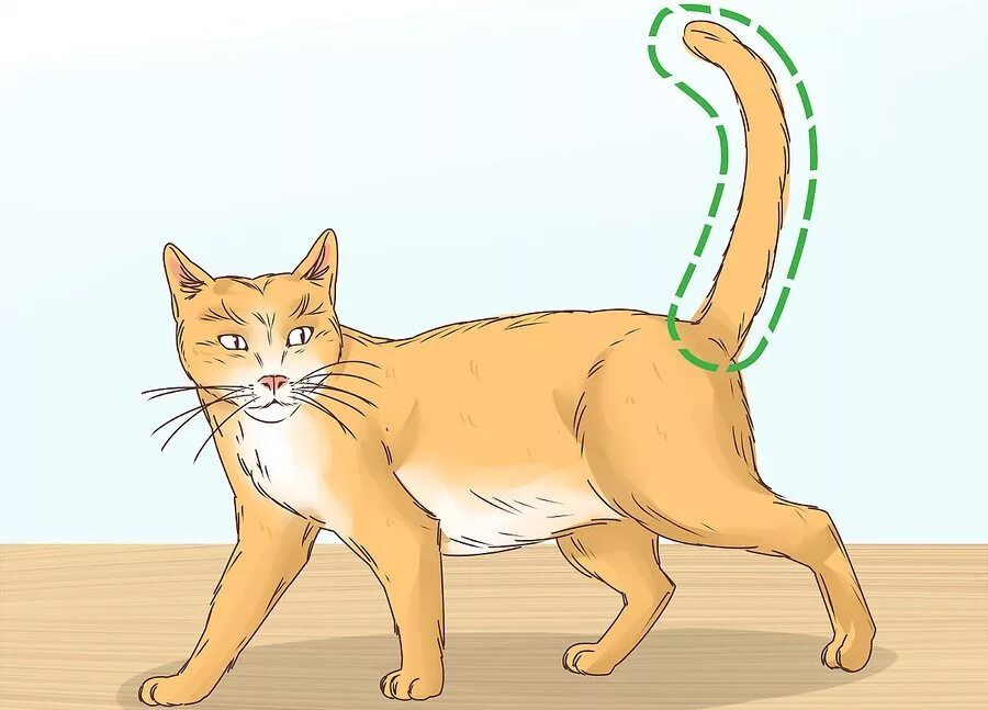 Кот с хвостом. Хвост кота рисунок. Хвост приподнят у кошки. Забинтовать хвост кошке. На хвосте каждой кошки