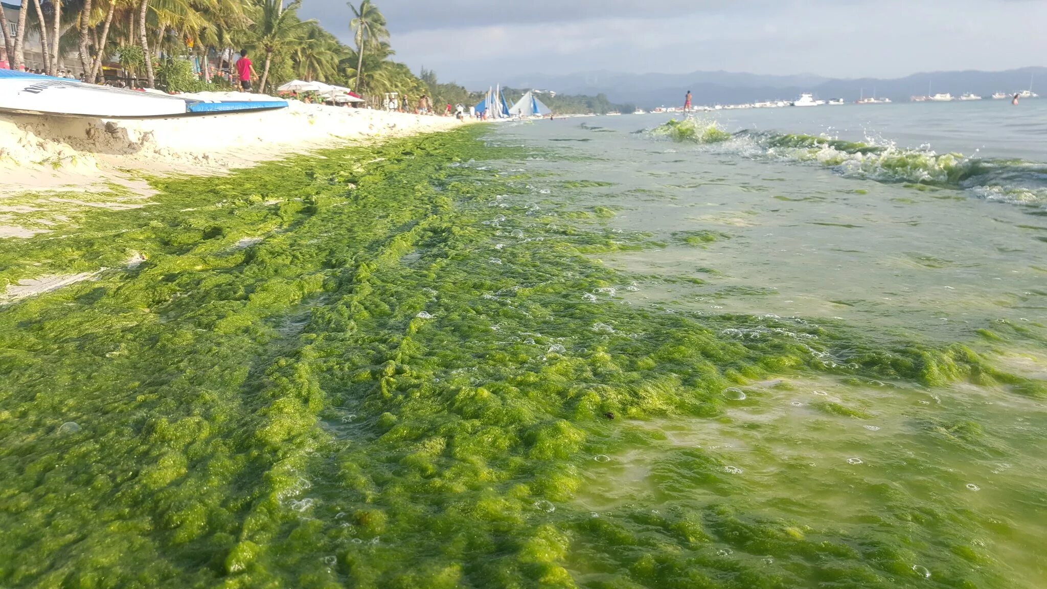 Водоросли цветут. Боракай цветет море. Боракай цветение моря. Цветение водорослей в Анапе. Цветение водорослей во Владивостоке.