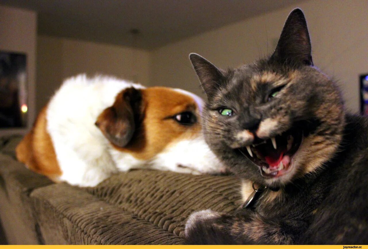 Говорящие животные видео. Доминирующий кот. Коты доминируют. Доминация кошки. Кошка доминирует над собакой.