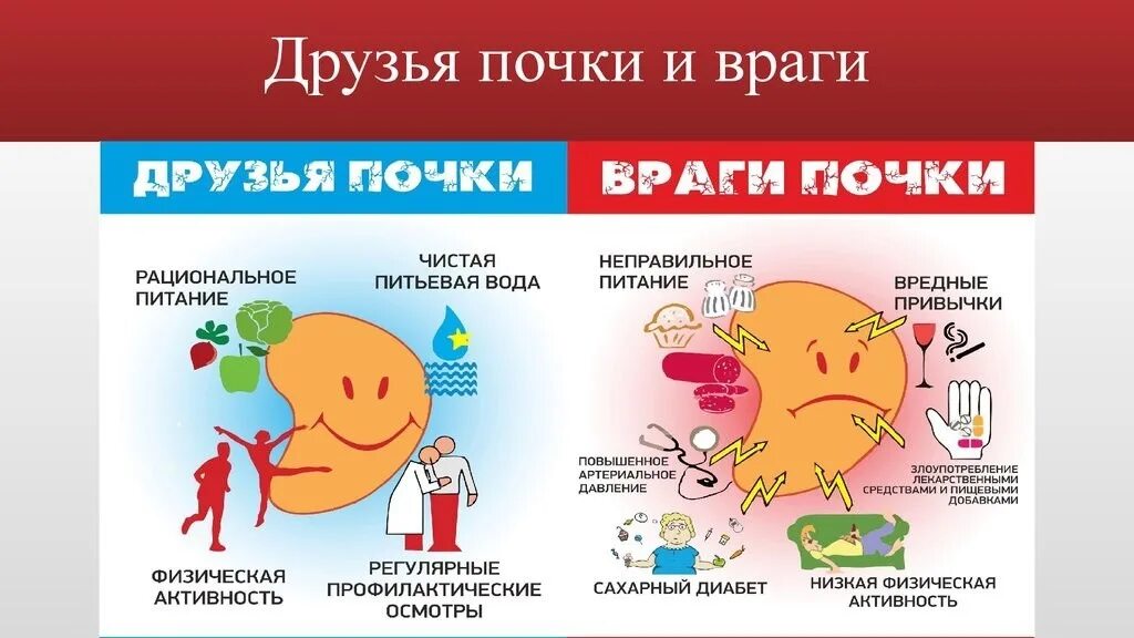 Профилактика мочекаменной болезни брошюра. Профилактика болезни почек.мочекаменная болезнь. Друзья и враги почек. Памятка о заболевании почек. Назовите основные меры профилактики почек