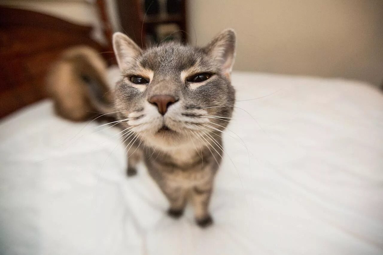 Немного кота