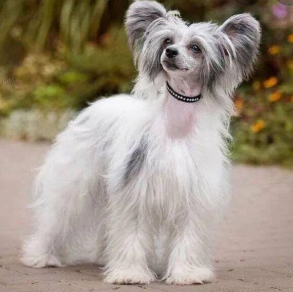 Chinese Crested Dog - Chukky Z Pavluvky