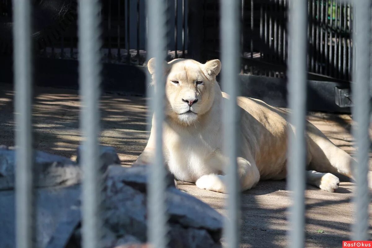 жизнь животных. московский зоопарк. книга я познаю мир животные. жизнь животных в москве. московский зоопарк зоопарки.