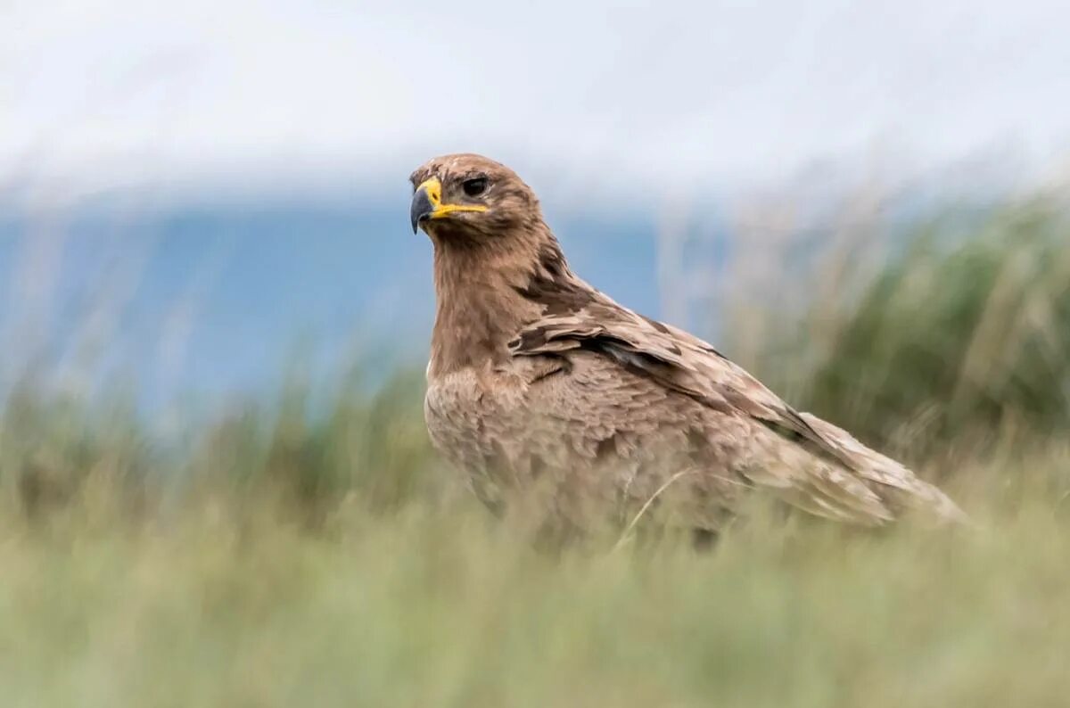 Орел степная птица. Степной орёл (Aquila nipalensis. Степной сизый Орел. Хищные птицы Степной Орел. Степной Орел в степи.