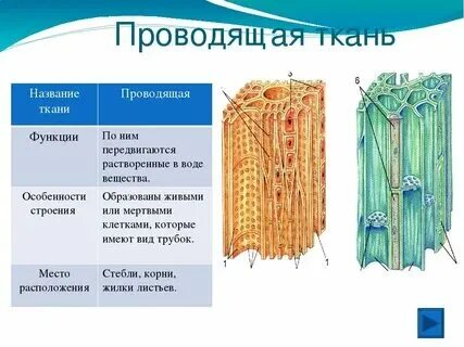 Какими чертами обладает проводящая ткань