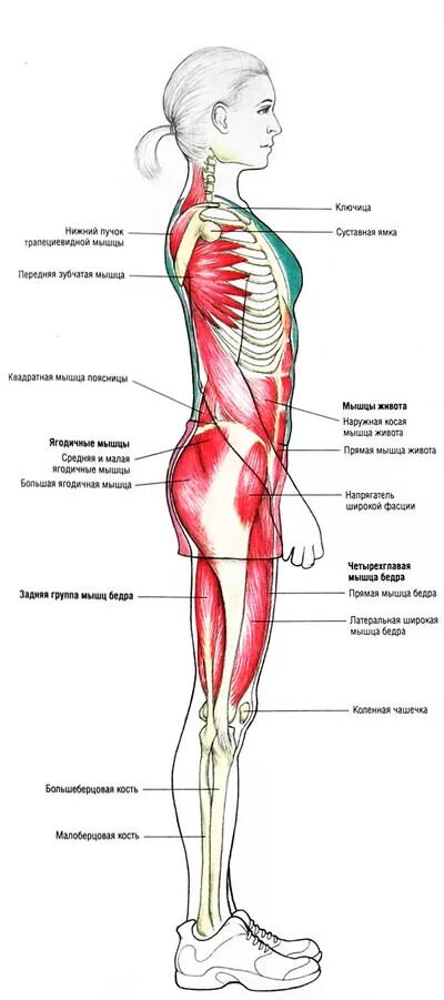 Мышечный корсет позвоночника. Основные мышцы осанки. Мышцы спины отвечающие за осанку. Мышечная система спины. Основные мышцы осанки.