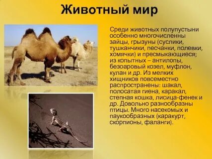 Какие животные в полупустынях