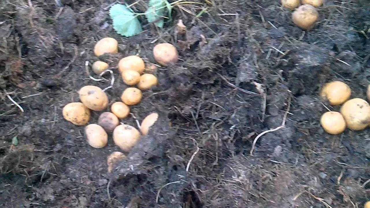 В какие дни апреля можно сажать картошку. Китайский метод посадки картофеля. Китайский метод посадки картошки. Картошка китайский способ посадки. Способ посадки картофеля под солому.