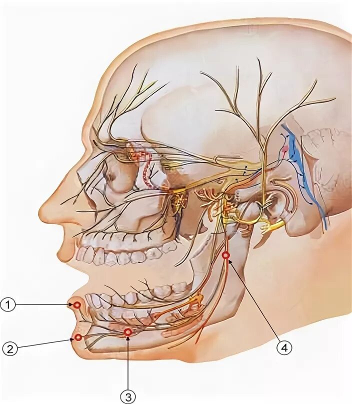 Лицевой нерв челюсти. Тройничный нерв. Воспаление тройничного нерва верхней челюсти. Тройничный нерв нижней челюсти. Воспаление тройничного нерва в нижней челюсти.