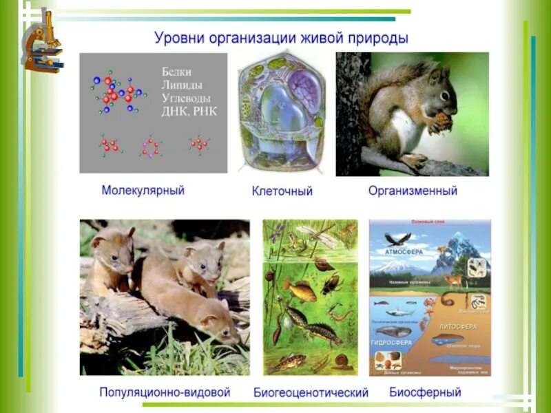 Последовательность уровня организации живого. Уровниорганизаци живой природы. Уровни организации. Уровни организации живой при. Уровни организации живой природы.