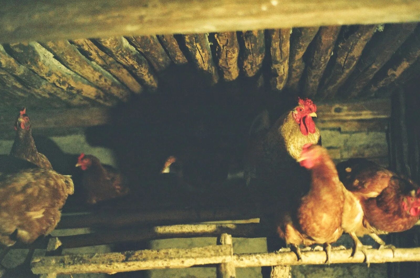 Песня курятник. Курятник в старину. Деревенский курятник. Куры зимой. Песня курятник.