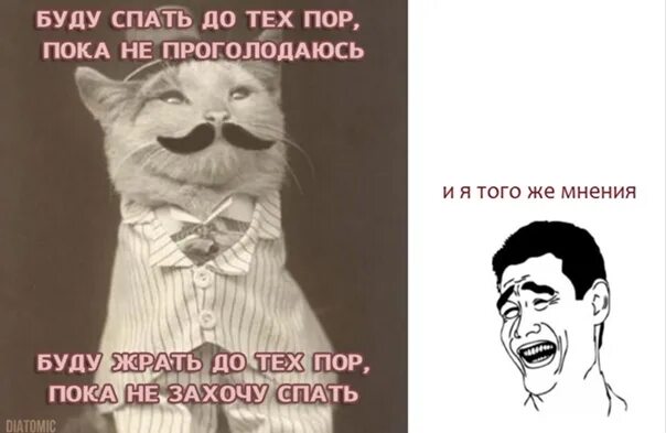 Как стать похуистом. Кот похуист мягкая игрушка. арты похуист на общественное мнение. картинка не буду идеальном стану похуистом.